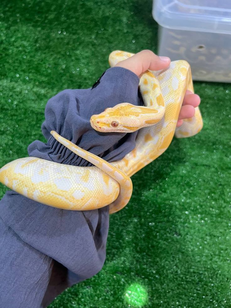 Serpiente
